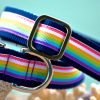 Small Dog Collar "Surfer" (25 - 40cm) - Image 2