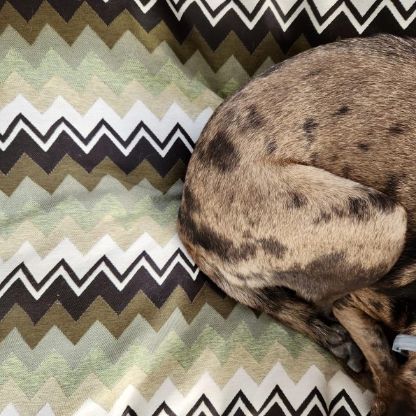 ZigZag Green / Small & Medium - Image 2
