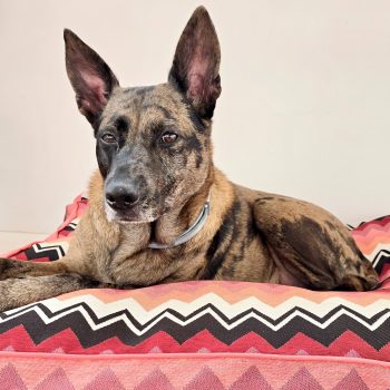 ZigZag Pink / Small & Medium & Large