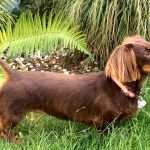 Coco testing our small collars in swanky and swinging London.