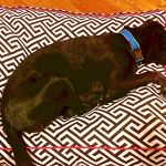 Poppy enjoying her new Maze bed