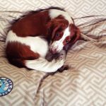 Dina enjoying her extra large bed!